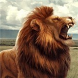 Ұʨ(Wild Lion Game)°׿2022
