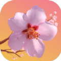 桃花开开游戏安卓版
